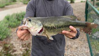 I Caught 3 bass on there Beds Spawning! (100 Subscriber Giveaway Special) I'm announcing the winners