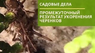 Промежуточный результат укоренения черенков туй | САДОВЫЕ ДЕЛА