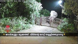 പരാക്രമം തുടർന്ന് പടയപ്പ; അതിരപ്പിളളിയിൽ എണ്ണപ്പന കുത്തിമറിച്ചിട്ട് കാട്ടാനകൾ