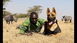 BELGIAN MALINOIS DIEGO - LETHAL ANTI POACHING DOG OF OL’ PEJETA