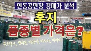 안동공판장 10월 마지막주 사과 경매가격 동향, 후지(미안마, 미시마, 미야비, 후브락스, 챔피온) 가격 및 출하량 동향