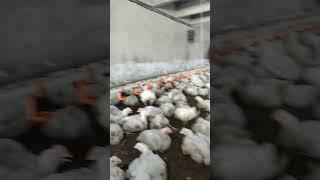 Pakistan poultry Association