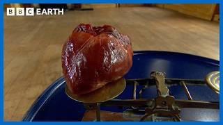 The Mysteries Of The Heart | BBC Earth Science