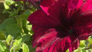 This Plant Can Give You Flowers Non Stop