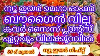 80 rs മുതൽ ബൗഗൈൻ വില്ല കവർ സൈസ് പ്ലാന്റ്റുകൾ 9746748430#bougainvilleaplant