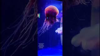 Lion`s mane jellyfish The giant jellyfish