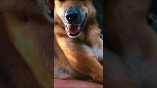 Tony and Ammy so cute#video #play #cute #dog #happydogs