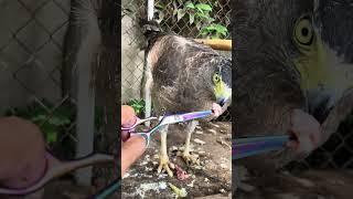 #Hawk #Eagle #Owl #Wildlife #Animal #EagleHawkOwl hawk vs snake, Owl vs snake fight, Eagle Vs Snake