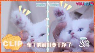 【汪喵物语】：小猫咪们的美容日！！| EP05 CLIP | YOUKU SHOW | 优酷综艺