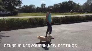 Penne - Leash Intro Before and After | Gulf Coast K9 Dog Training