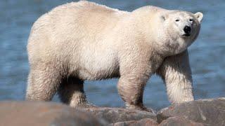 Female Polar Bears Need an Extra 220 Lbs. for Pregnancy