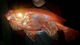 BigEye Snapper | Jigging | Cebu Philippines | BiRRA