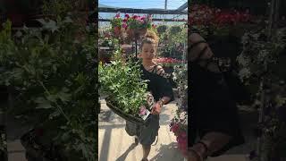 Florariasfd