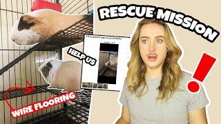 RESCUING TWO GUINEA PIGS FROM CRAIGSLIST️