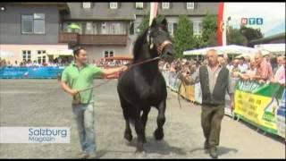 Noriker- & Haflinger Landeshengstschau, www.rts-salzburg.at