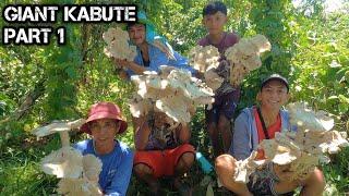 e121 Part 1 | Mga nag lalakihang KABUTE | Swerte | Mushrooms | D ILOCANO HUNTER