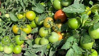 #syngenta new #tomato bahoo(3141) at #anand #Gujarat