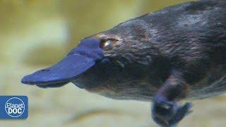 Duckbill Platypus | Australia