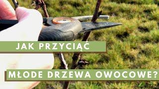 VLOGRÓD #39 Cięcie młodych drzew owocowych. Prosta metoda w 3 krokach!