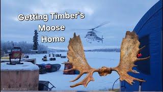 What Happened to Timber's Moose