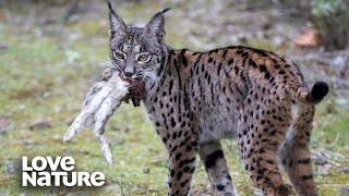 Young Iberian Lynx Hunts Rabbit to Make its First Kill | Wild Winners 101