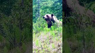 Salmon / Grizzly Bear in Jasper, Alberta July 2024