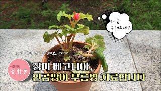 장미베고니아,흰곰팡이 무름병 치료합니다. 생각보다 쉬워요.