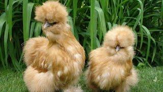 Top 10 Most Beautiful Chicken breeds