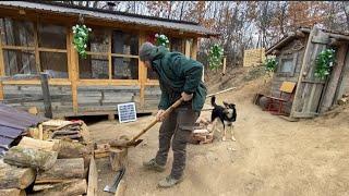 The jackals returned at midnight, entered the farm, and forced the house door.