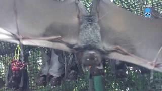 Putting out the grapes:  delicious nom noms at Batzilla the Bat's aviary