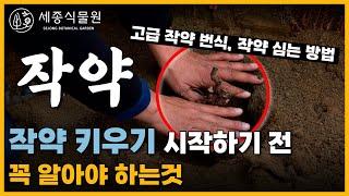 작약 키우기! 이것만 알면 작약 부자 될수 있다? 중요한 작약 심는방법 #작약꽃 #작약 #세종식물원