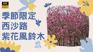 【季節限定 4KHDR】西沙路紫花風鈴木｜紫色花海｜浪漫西沙路｜紫色花盛開