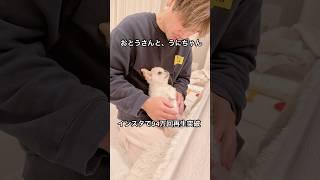 うにちゃんの上目遣いも声も座り方も全部カワイイ️ #shorts #チワワ #chihuahua #ほのぼの #癒し #cuteanimals