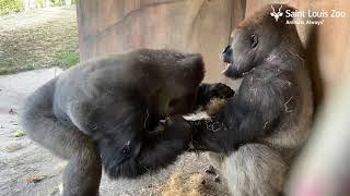 Brotherly love for the Western lowland gorillas at the Saint Louis Zoo