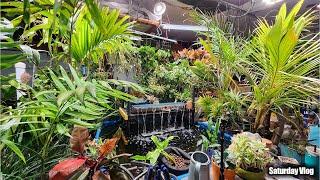 Moving Houseplants & Tropicals Into The Grow Room For Winter || Grow Room Upgrades || Saturday Vlog