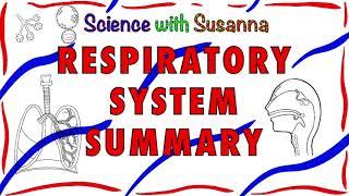 Respiratory System Summary