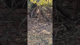 #коп2023 #коп #царскиемонеты #копсметаллоискателем #находка #монета #нокталегенд #серебро #перекус