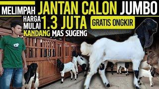 Mulai 1,3 JUTA SUDAH GRATIS ONGKIR SE JAWA !!! Kambing PE Kaligesing.