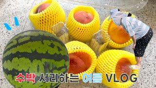 임산부의 여름 | 진천 수박하우스 | 복숭아 | 카페투어 |브라질리언왁싱
