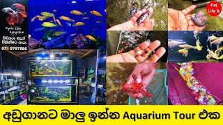 මාලු ගොඩක් අඩුම මිලට || Fish Aquarium and farm tour #vlog1  -  Pet life lk