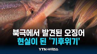 동해서 사라진 오징어가 북극에…기후위기 현실 | 과학뉴스 24.10.14