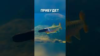 Для чего 7000 камней нужны рыбе? Американский речной голавль