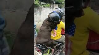 @AfsalAreekkadVlogs #funnyvideos #timepass #funnyclips #dog #funnydogs