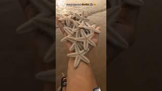 Seved star ⭐ fish #beach #starfish #ocean #travel #fish #oceanlife #fishing #sealife #oceanlifestyle