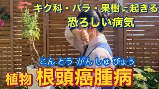 キク科植物・バラ・果樹に起こってしまう恐ろしい病気、根頭癌腫病ご紹介