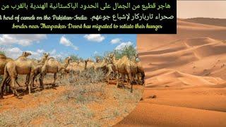 A herd of camels on the Pakistan-India border near Tharparkar Desert to satisfy their hunger
