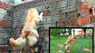 Dexterity - some skills of rescue dog