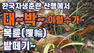 한국자생춘란 산행에서 대박~대박~ 복륜(覆輪) 밭떼기~