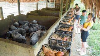 Build Many Nest For Chickens To Lay Eggs - Happy Family Life Together - Thanh Hien Family Farm