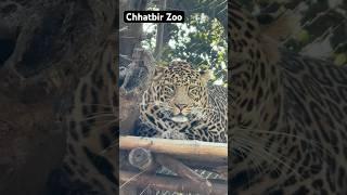 Chhatbir zoo | Chandigarh #shorts #zoo #trending #wildlife #animal #viralvideo #2025 #chandigarh